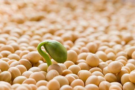 Soybeans commodity